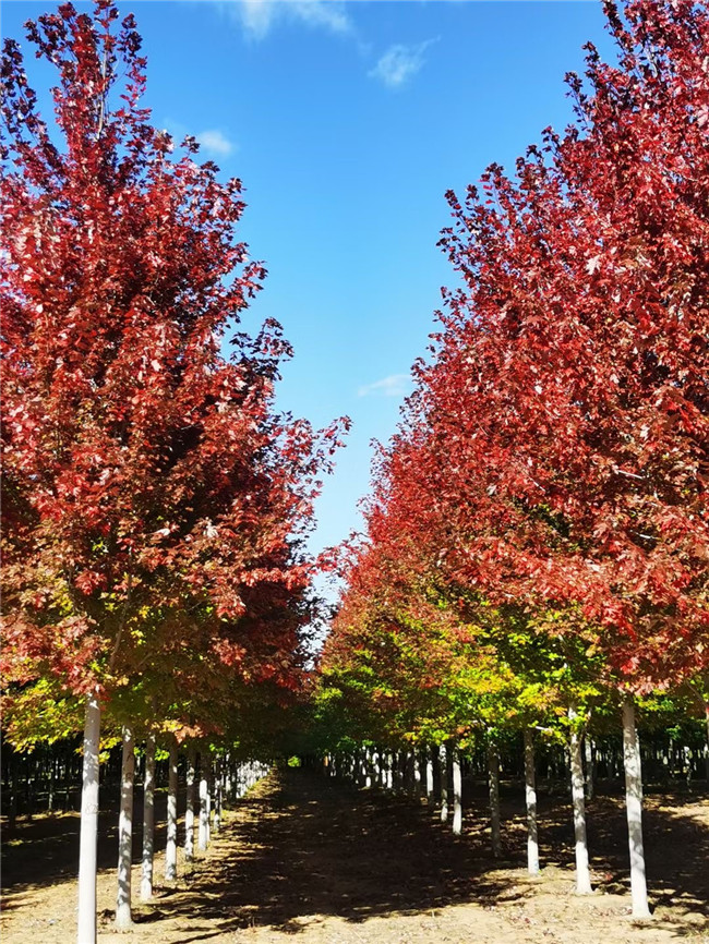 美國(guó)紅楓火焰