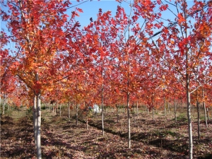 美國(guó)紅楓火焰