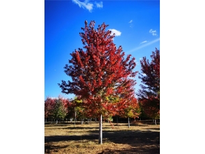 美國紅楓